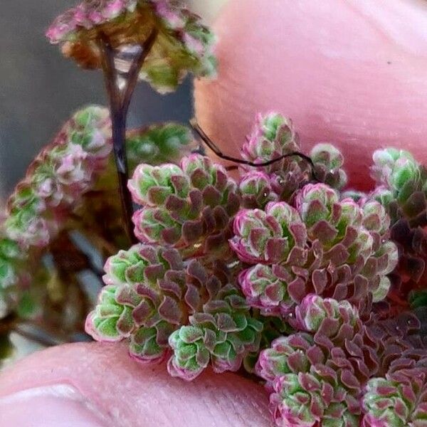 Azolla filiculoides Leaf