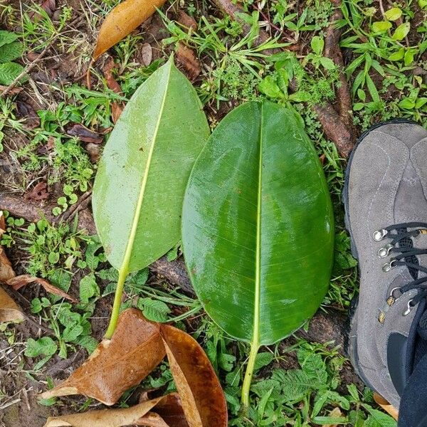 Ficus elastica Leht