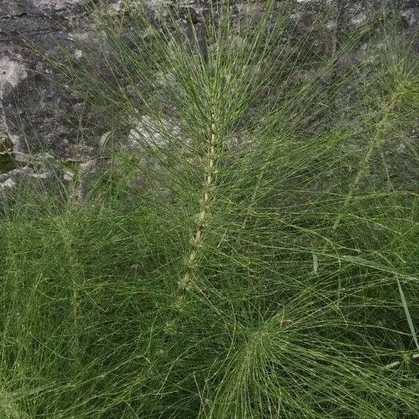 Equisetum telmateia Flor