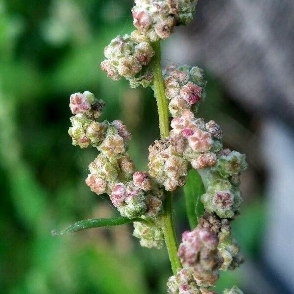 Chenopodium album Λουλούδι