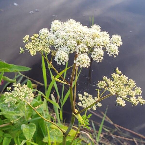 Cicuta virosa Flor