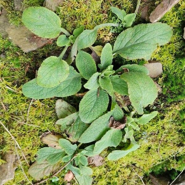 Digitalis purpurea Ліст