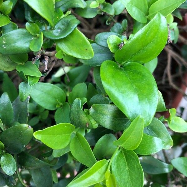 Jasminum laurifolium برگ