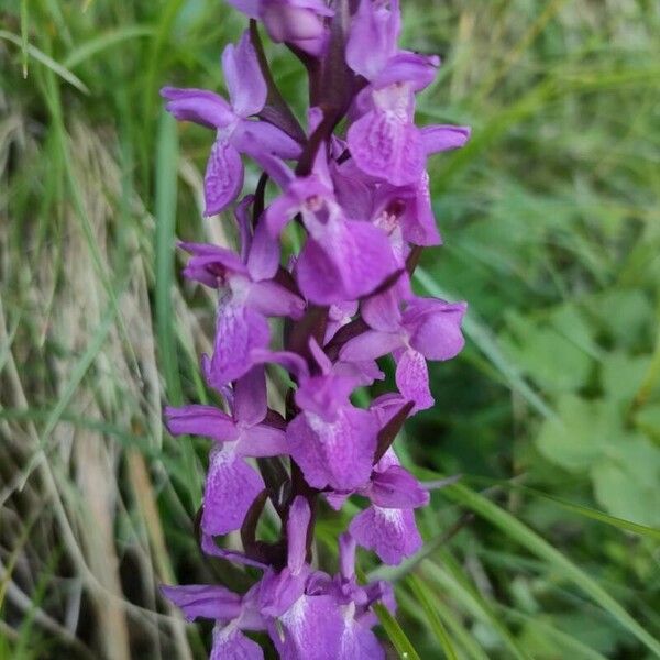 Dactylorhiza elata Fiore