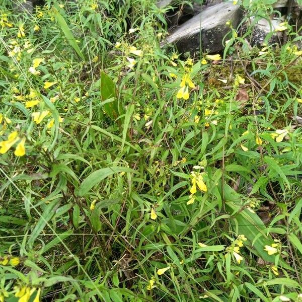 Melampyrum sylvaticum Leaf