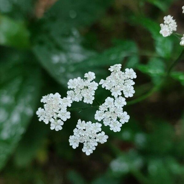 Torilis japonica Цветок