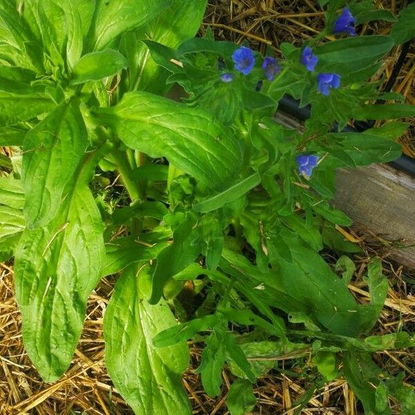 Echium rosulatum Leaf