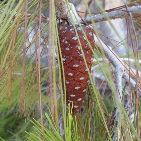Pinus brutia Frucht