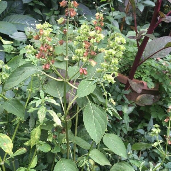 Ocimum campechianum ശീലം