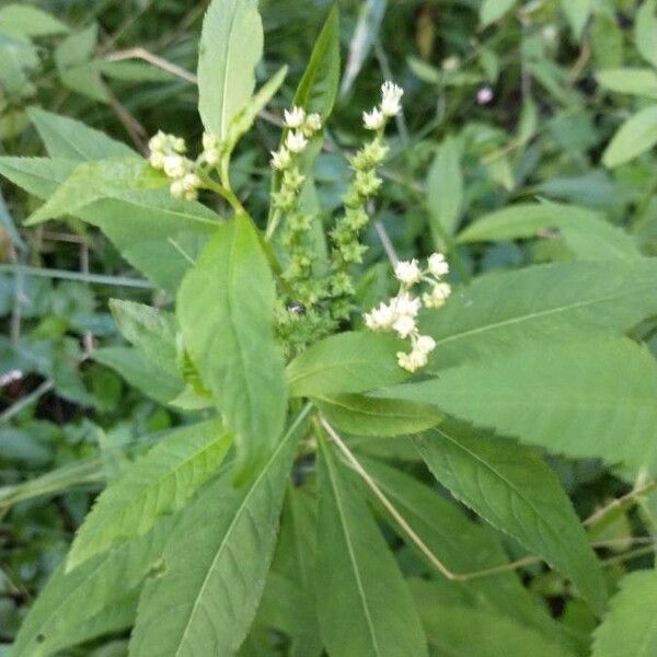 Penthorum sedoides Fruit