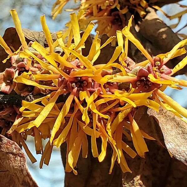 Hamamelis mollis Flower