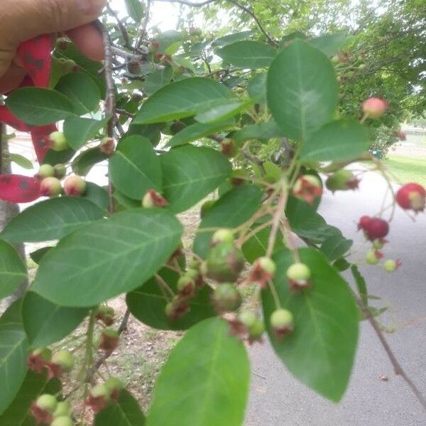 Amelanchier arborea Leht