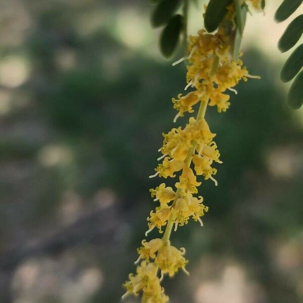 Prosopis cineraria 花
