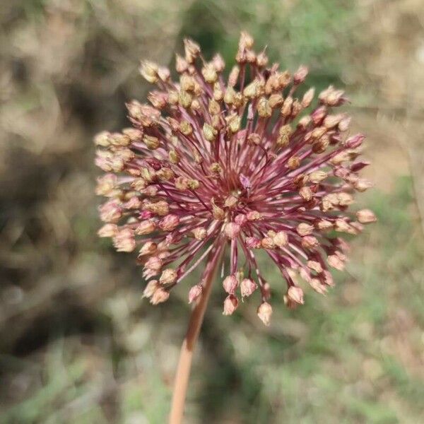 Allium atroviolaceum Blomst