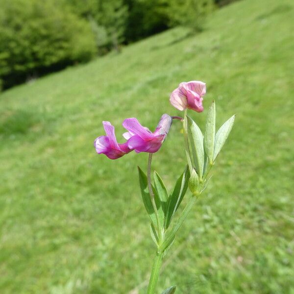 Lathyrus linifolius 花