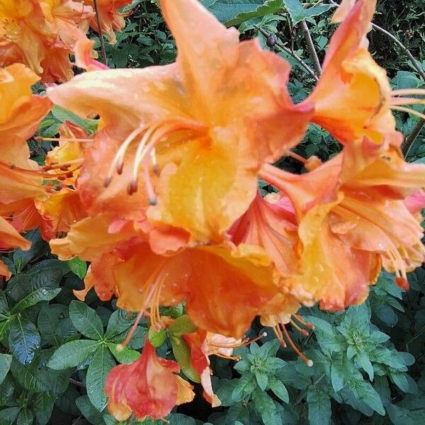 Rhododendron calendulaceum Blomma