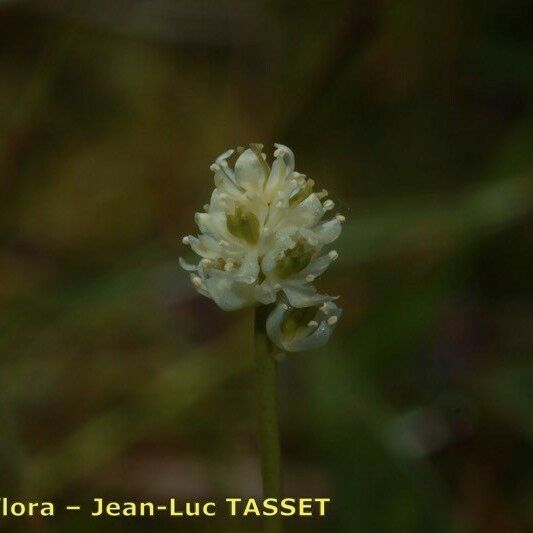 Tofieldia pusilla Flower