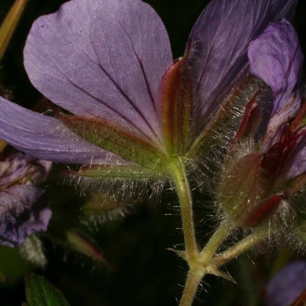 Geranium erianthum Flors