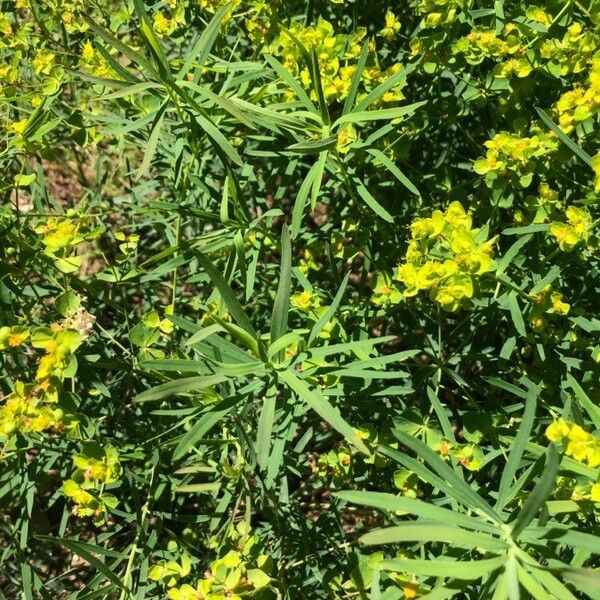 Euphorbia segetalis Fuelha