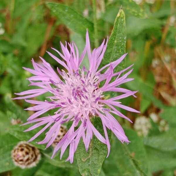 Centaurea napifolia 花