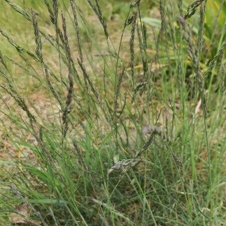 Festuca ovina Buveinė