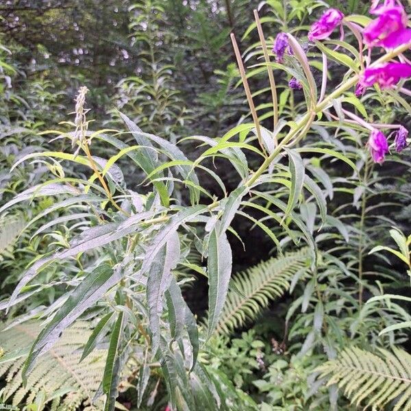 Epilobium angustifolium Лист