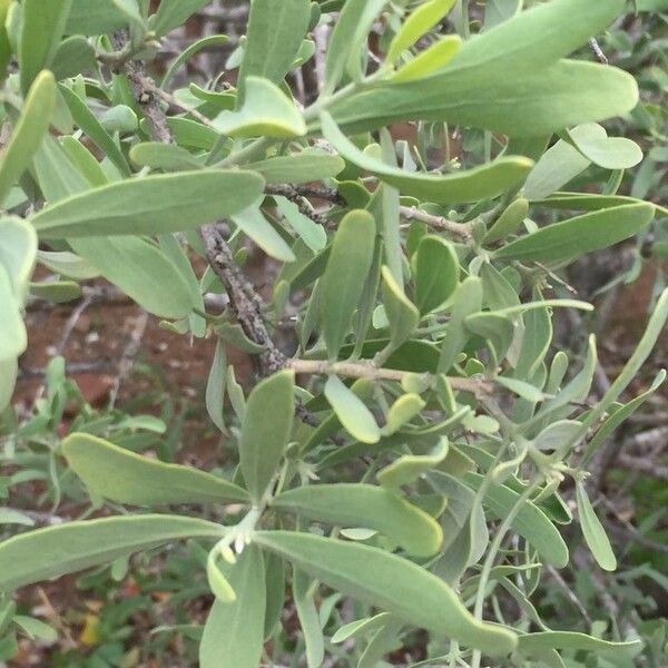 Salvadora australis Ліст