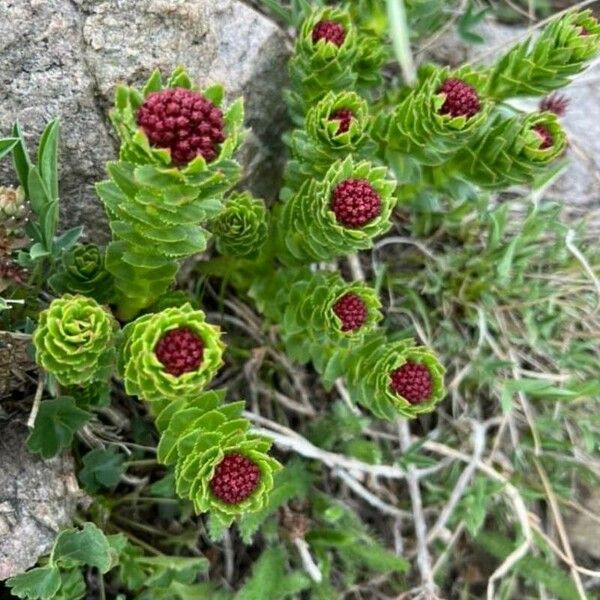 Rhodiola integrifolia Blüte