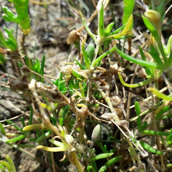 Spergularia marina Fruit