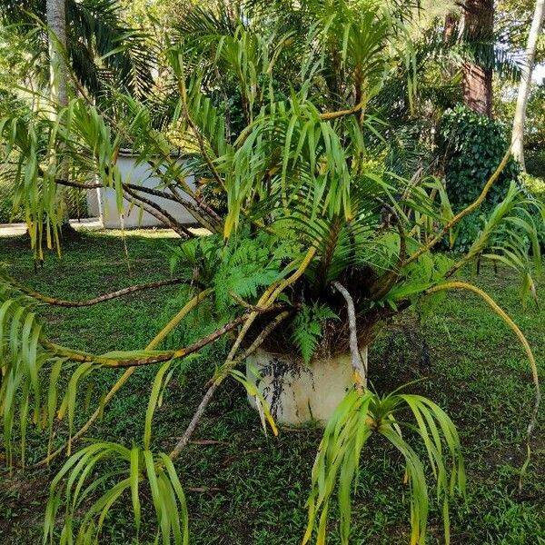 Grammatophyllum speciosum Blüte