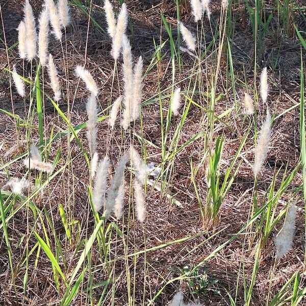 Imperata cylindrica Vili