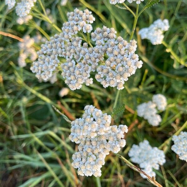 Achillea millefolium Flor