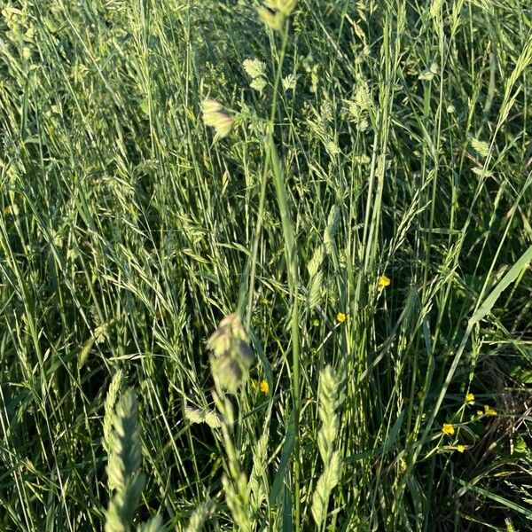 Dactylis glomerata Blodyn