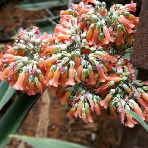 Kalanchoe delagoensis फूल