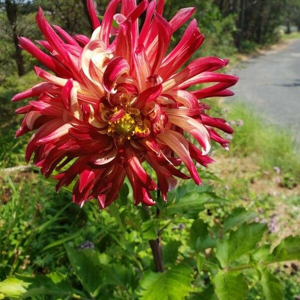 Dahlia pinnata Flor