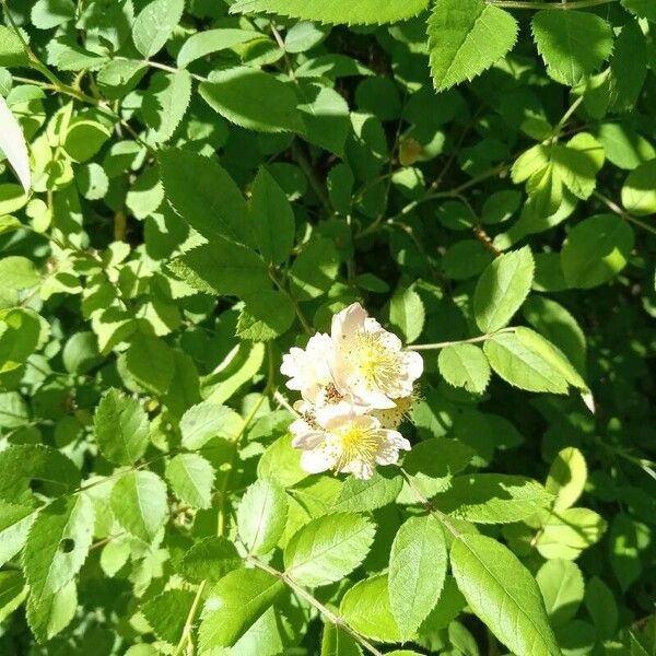 Rosa multiflora Bloem