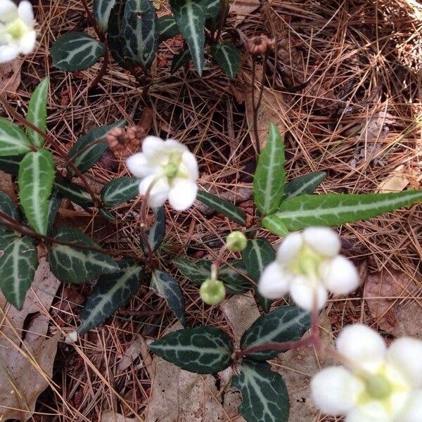 Chimaphila maculata Квітка