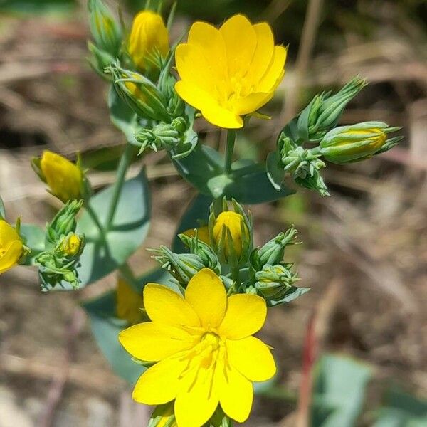 Blackstonia perfoliata Λουλούδι