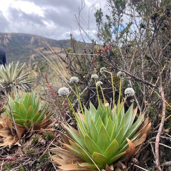 Paepalanthus alpinus പുഷ്പം