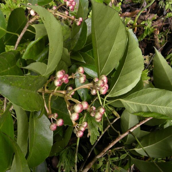 Dendropanax arboreus 花