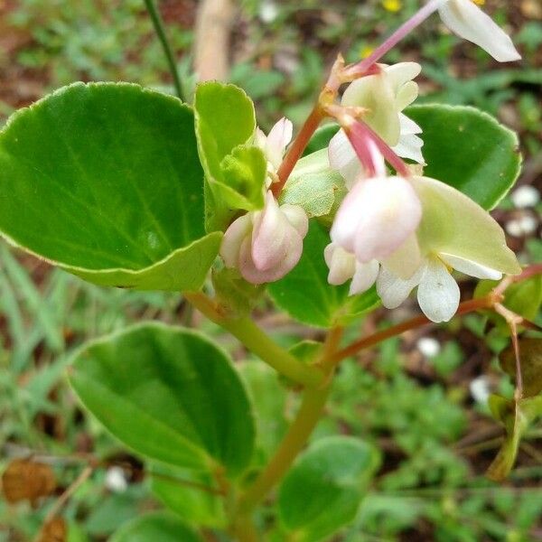 Begonia hirtella Flower