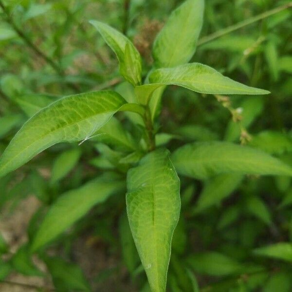 Persicaria minor Leaf