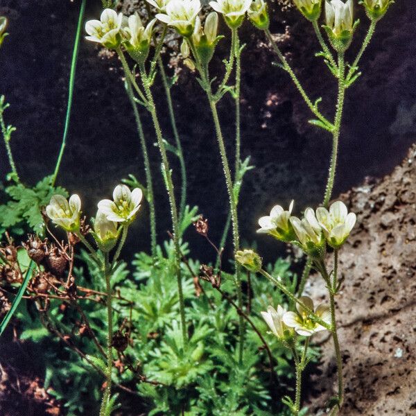 Saxifraga cespitosa ফুল