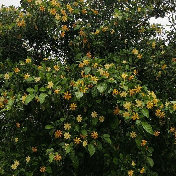 Gardenia tubifera Цветок