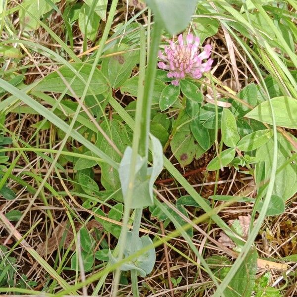 Blackstonia perfoliata 葉