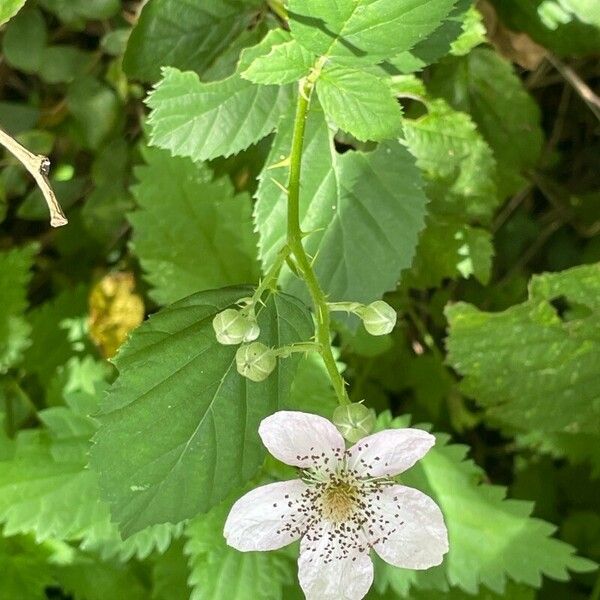 Rubus armeniacus Blomma