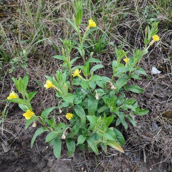 Oenothera parviflora Συνήθη χαρακτηριστικά