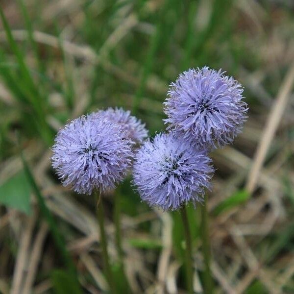 Globularia nudicaulis Blomma