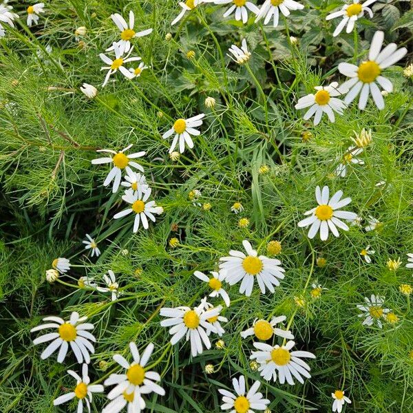 Tripleurospermum inodorum Flower