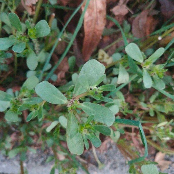 Portulaca oleracea برگ